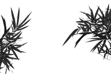 Branches of bamboo leave on white background