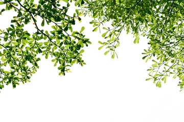 Obraz premium Branches of a green tree isolated on white background