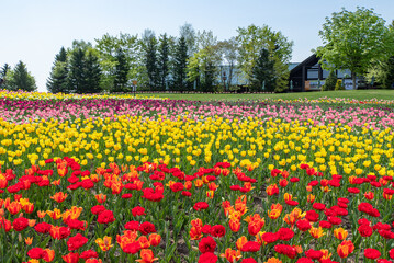 札幌市　滝野公園のチューリップ
