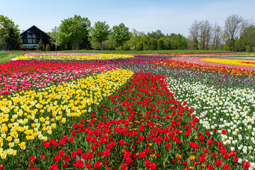札幌市　滝野公園のチューリップ