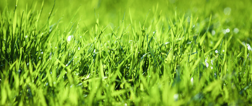 Fresh green grass on lawn in the sun, vibrant summer natural background, wide banner size