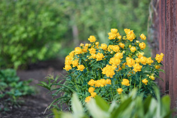 Trollius asiaticus plant blooming with yellow flowers in the garden