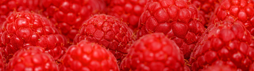 Lots of fresh ripe juicy red raspberries. Panoramic fruit background.