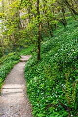 Wild Garlic, Allium ursinum