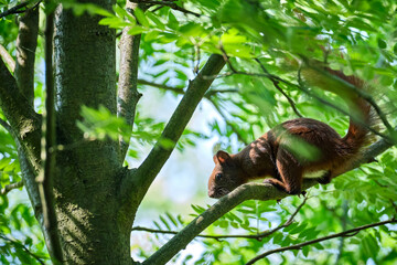 Eurasisches Eichhörnchen ( Sciurus vulgaris ).