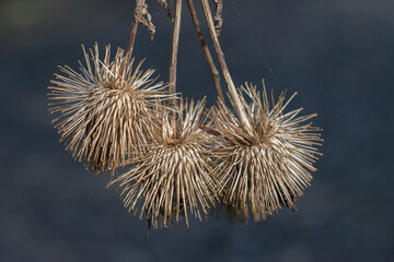 A Burr plant that was the inspiration for Velcro grows in the woods on our property in Windsor in Upstate NY
