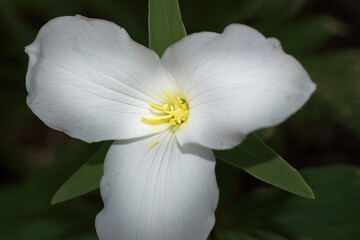 White Trillium growing in a dark swampy area of Cole Park in Upstate NY.  A 3 white petal flower with 3 green leaves.  