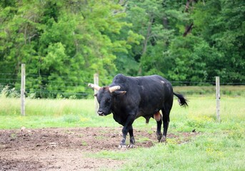Naklejka na ściany i meble Bull in the field