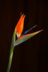 crane flower on a black background