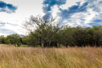 Kissimmee Prairie Preserve State Park, Florida