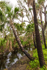 Kissimmee Prairie Preserve State Park, Florida