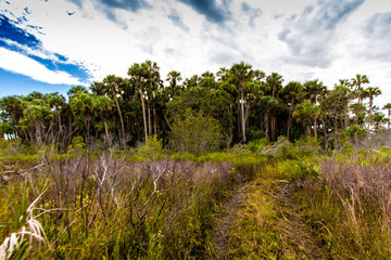Fototapeta na wymiar Kissimmee Prairie Preserve State Park, Florida