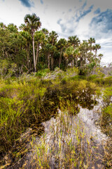 Fototapeta na wymiar Kissimmee Prairie Preserve State Park, Florida