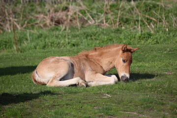 Naklejka na ściany i meble Brown horse in the countryside in summer. foal in the meadow