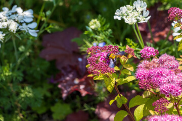ピンク色の花と黒いクマバチ