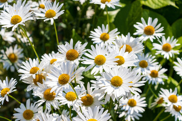 密集して咲くノジギクの白い花