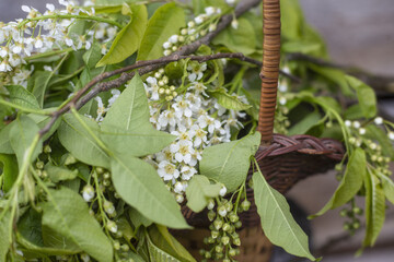Blossoming bird cherry in a basket. soft focus. Spring flowers.