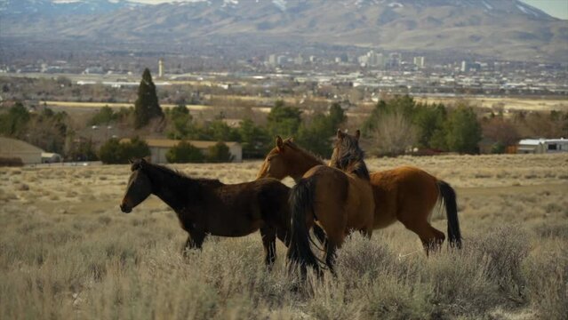 Beautiful slow motion 120p footage of wild horses in the mountains outside of Reno, Nevada near Lake Tahoe. Gorgeous horses and snowy desert mountains. This is one clip of 6 in the series.