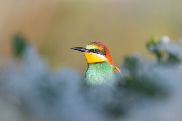 beautiful bird among a flowering tree
