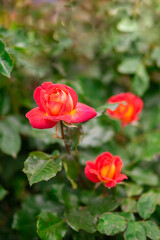 Naklejka na ściany i meble Bud of a red rose on a blurred background of green leaves close-up