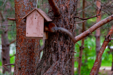 A squirrel in the forest of Samarskaya Luka National Park!
