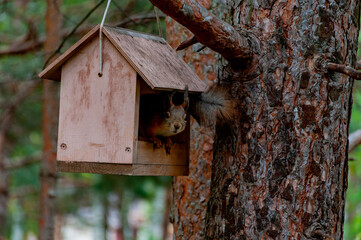 A squirrel in the forest of Samarskaya Luka National Park!