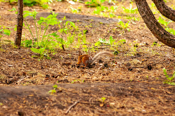 A squirrel in the forest of Samarskaya Luka National Park!
