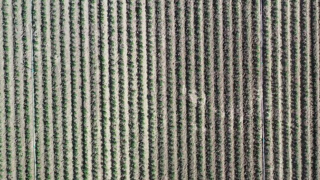 Aerial view of the rows of a potato crop field in springtime