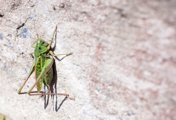 Grasshopper on a white wall with copy space