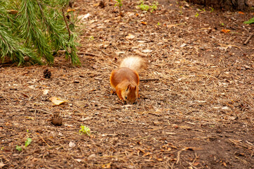 A squirrel in the forest of Samarskaya Luka National Park!