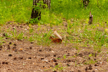 A squirrel in the forest of Samarskaya Luka National Park!
