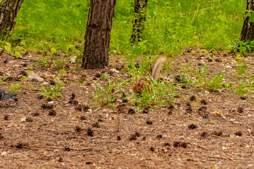 A squirrel in the forest of Samarskaya Luka National Park!