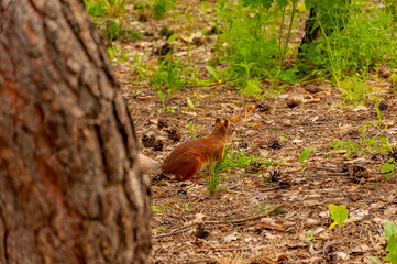 A squirrel in the forest of Samarskaya Luka National Park!