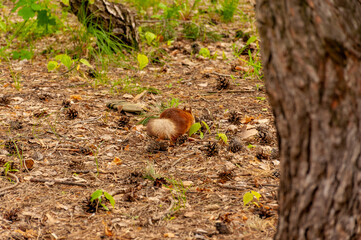 A squirrel in the forest of Samarskaya Luka National Park!