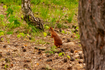 A squirrel in the forest of Samarskaya Luka National Park!