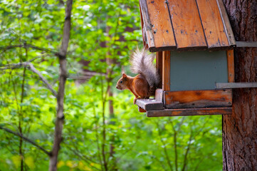 A squirrel in the forest of Samarskaya Luka National Park!