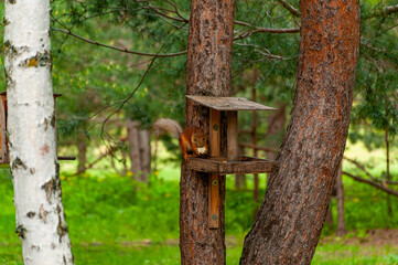 A squirrel in the forest of Samarskaya Luka National Park!
