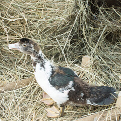 Duck broiler on a home farm
