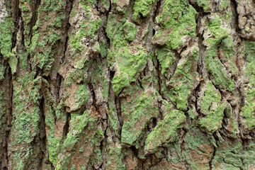 Tree bark green brown texture on close-up