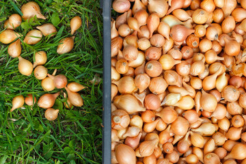 Golden ripe onion, blurred background