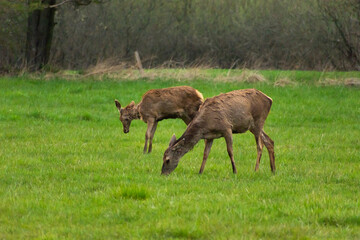Two doe red deer grazing on a meadow