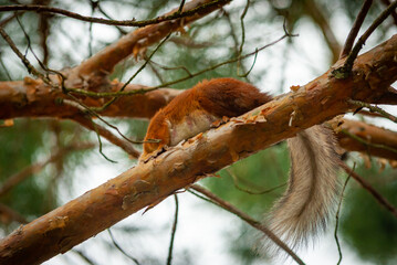 A squirrel in the forest of Samarskaya Luka National Park!