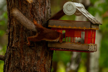 A squirrel in the forest of Samarskaya Luka National Park!