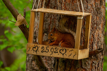 A squirrel in the forest of Samarskaya Luka National Park!