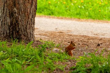 A squirrel in the forest of Samarskaya Luka National Park!