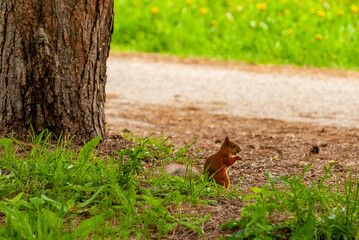 A squirrel in the forest of Samarskaya Luka National Park!