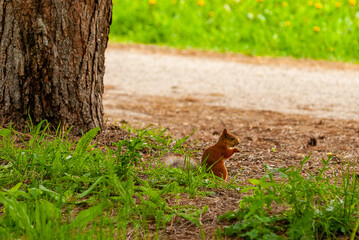 A squirrel in the forest of Samarskaya Luka National Park!