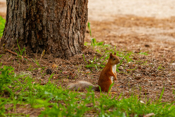 A squirrel in the forest of Samarskaya Luka National Park!