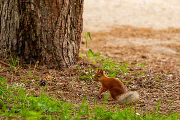 A squirrel in the forest of Samarskaya Luka National Park!