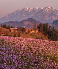 Fototapeta premium Spring crocuses on the fields under the mountains
